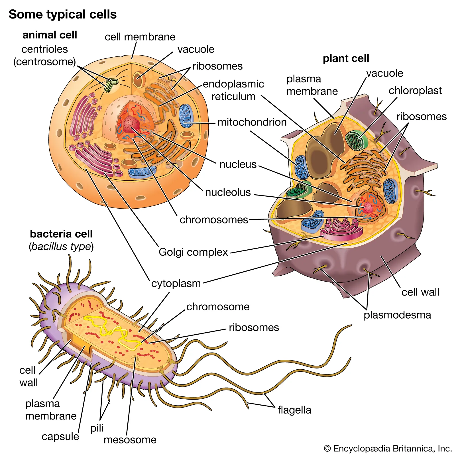 animal cell, vegetable cell,bacteria cell cell composition