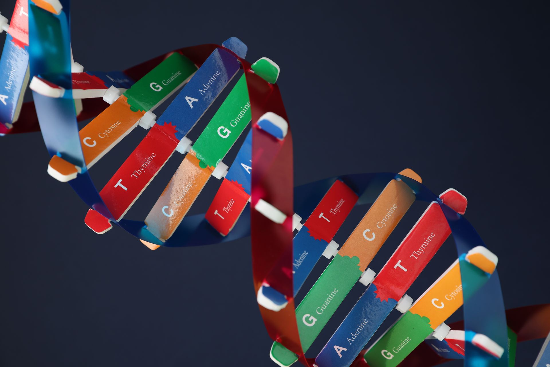 nucleotide,chromosomes, unit of heredity DNA structure