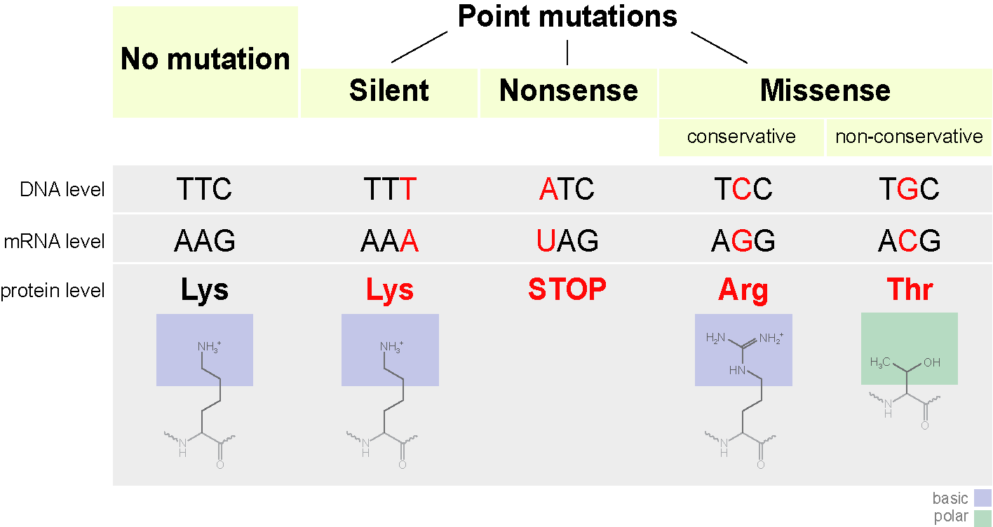 mutation types