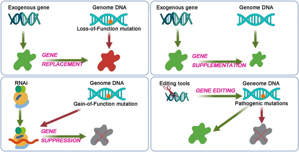 Gene therapy strategies for genetic diseases.
